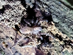Uliodon