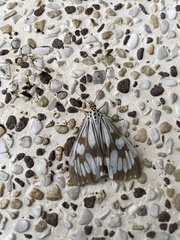 Nyctemera adversata