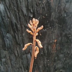 Gastrodia procera