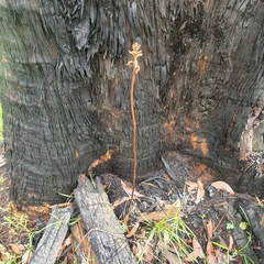 Gastrodia procera