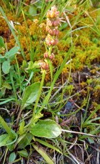 Micranthes hieraciifolia