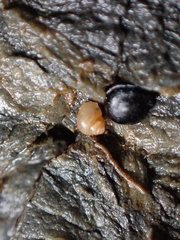Paludinella globularis