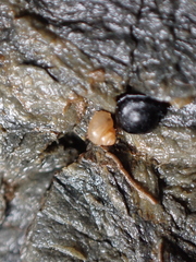 Paludinella globularis