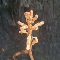 Gastrodia procera