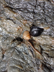 Paludinella globularis