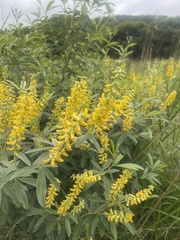 Eriosema psoraleoides