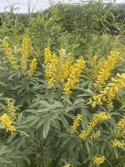 Eriosema psoraleoides