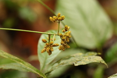 Hypolytrum heteromorphum