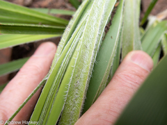Xerophyta vallispongolana