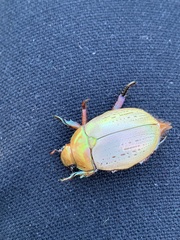 Anoplognathus olivieri