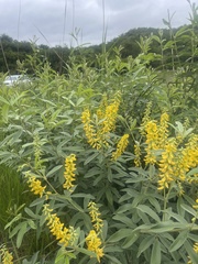 Eriosema psoraleoides