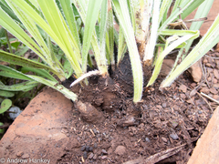 Xerophyta vallispongolana