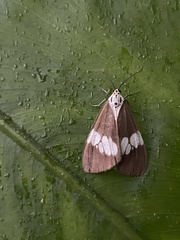 Nyctemera lacticinia