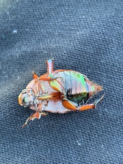 Anoplognathus olivieri