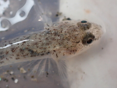 Pomatoschistus microps