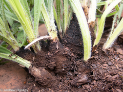 Xerophyta vallispongolana