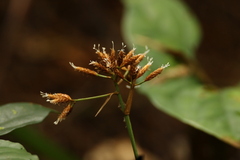 Hypolytrum heteromorphum