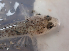 Pomatoschistus microps