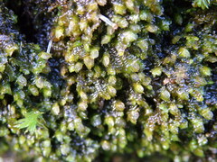 Frullania dilatata