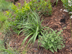 Xerophyta vallispongolana