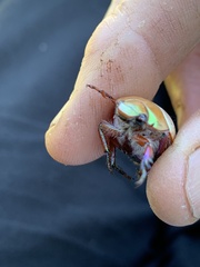 Anoplognathus olivieri