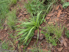 Xerophyta vallispongolana