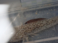 Pomatoschistus microps