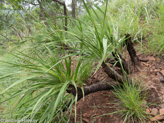 Xerophyta vallispongolana