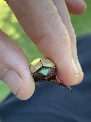 Anoplognathus olivieri