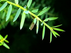 Drepanacra binocula