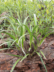 Xerophyta vallispongolana