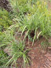 Xerophyta vallispongolana