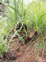 Xerophyta vallispongolana