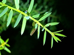 Drepanacra binocula