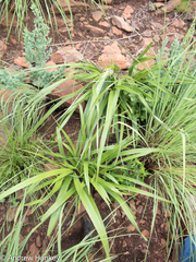 Xerophyta vallispongolana