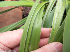 Xerophyta vallispongolana