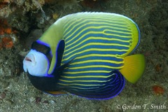 Pomacanthus imperator