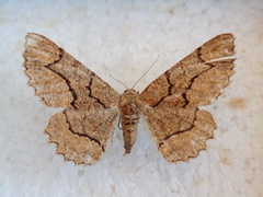 Colocleora divisaria