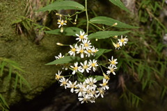 Aster taiwanensis