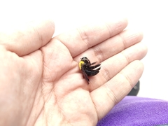 Xylocopa minor