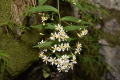 Aster taiwanensis