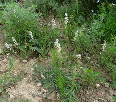 Oxytropis merkensis