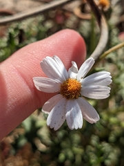 Perityle crassifolia
