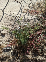 Perityle crassifolia