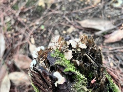 Trichaptum abietinum