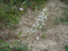 Oxytropis merkensis