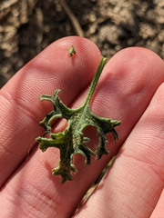 Perityle crassifolia