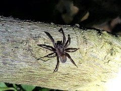 Uliodon