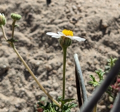 Perityle crassifolia