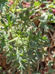 Perityle crassifolia